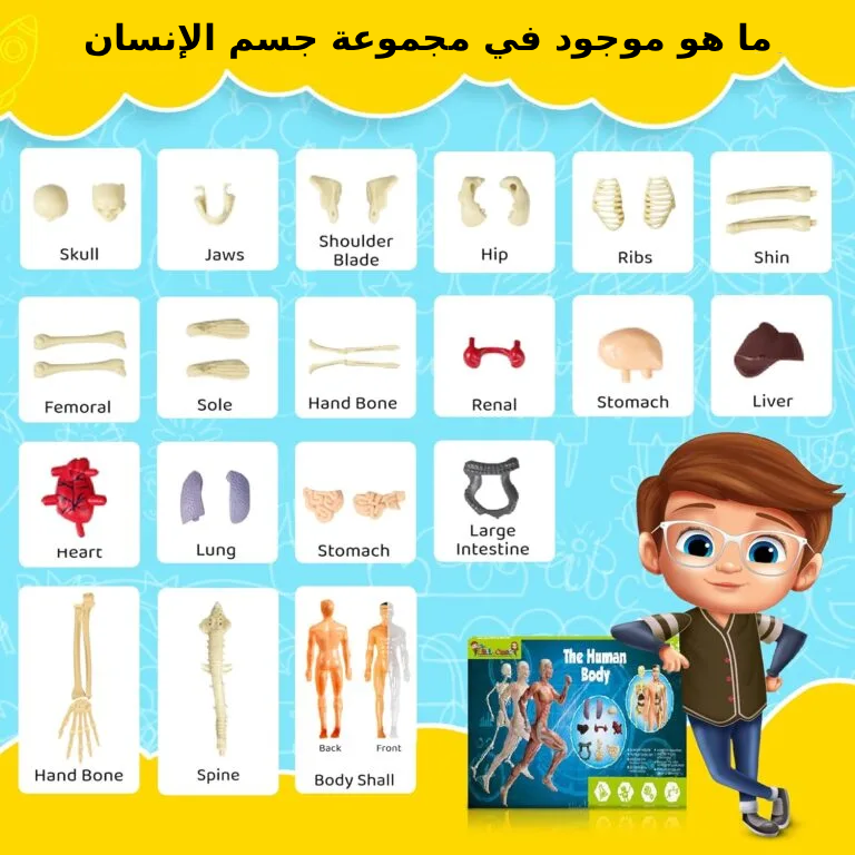 ما هو موجود في مجموعة جسم الإنسان